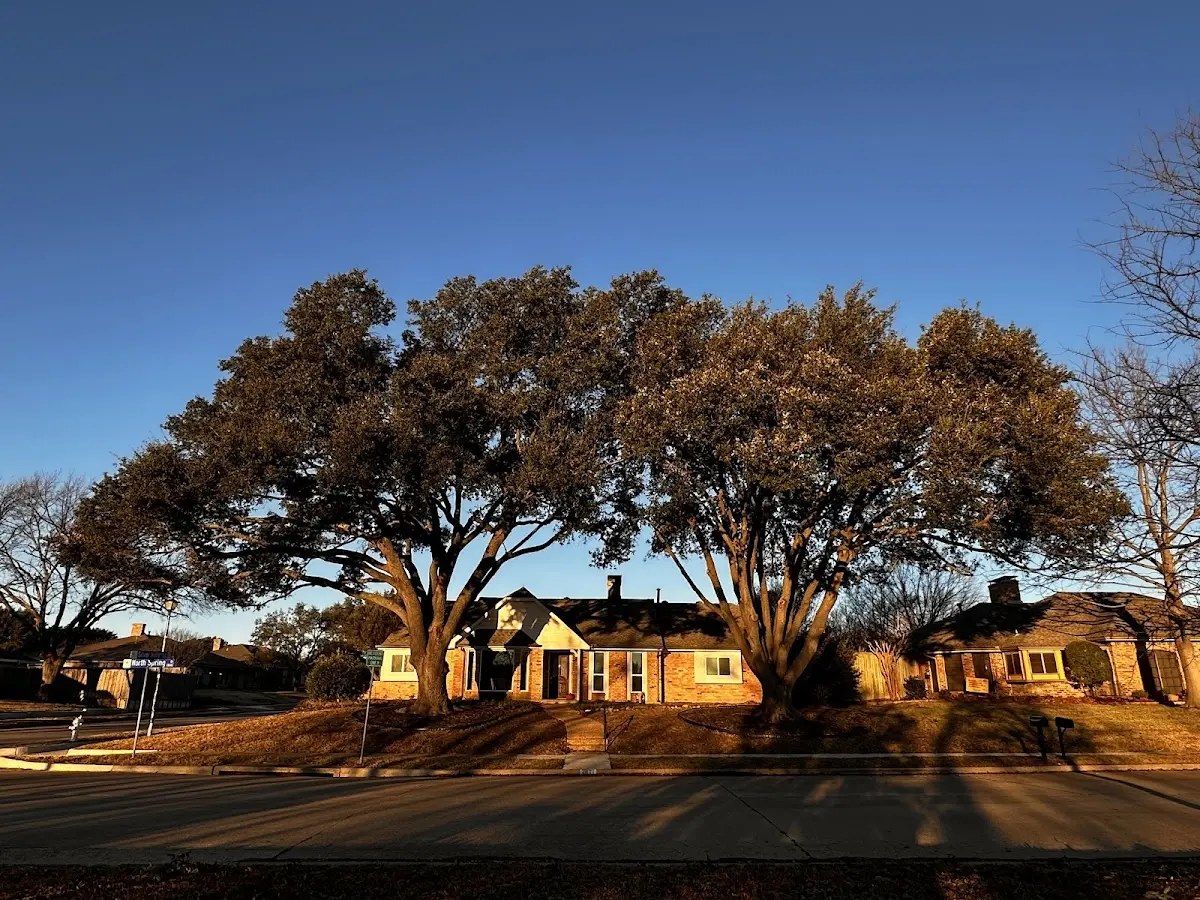Established residential canopy tree shading a home in Uledi